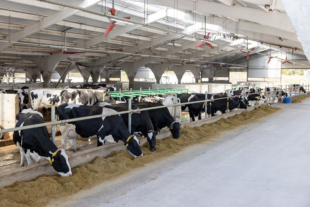 Authorities seek increased milk and dairy production in Moldova