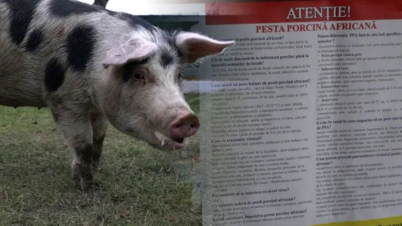 African swine fever cases see a ‘considerable’ rise: ANSA issues recommendations for citizens