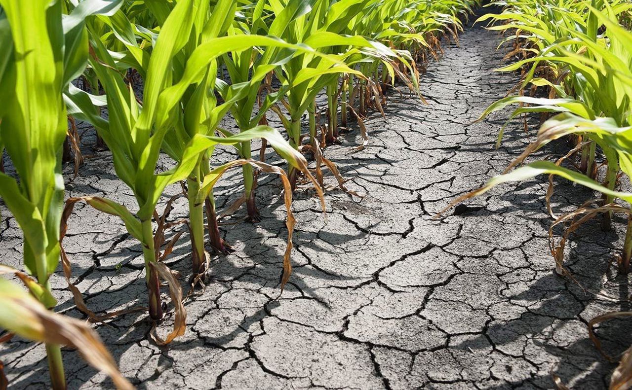  Agricultorii din sudul țării solicită declararea stării de urgență în agricultură din cauza secetei severe. Ce spune Guvernul