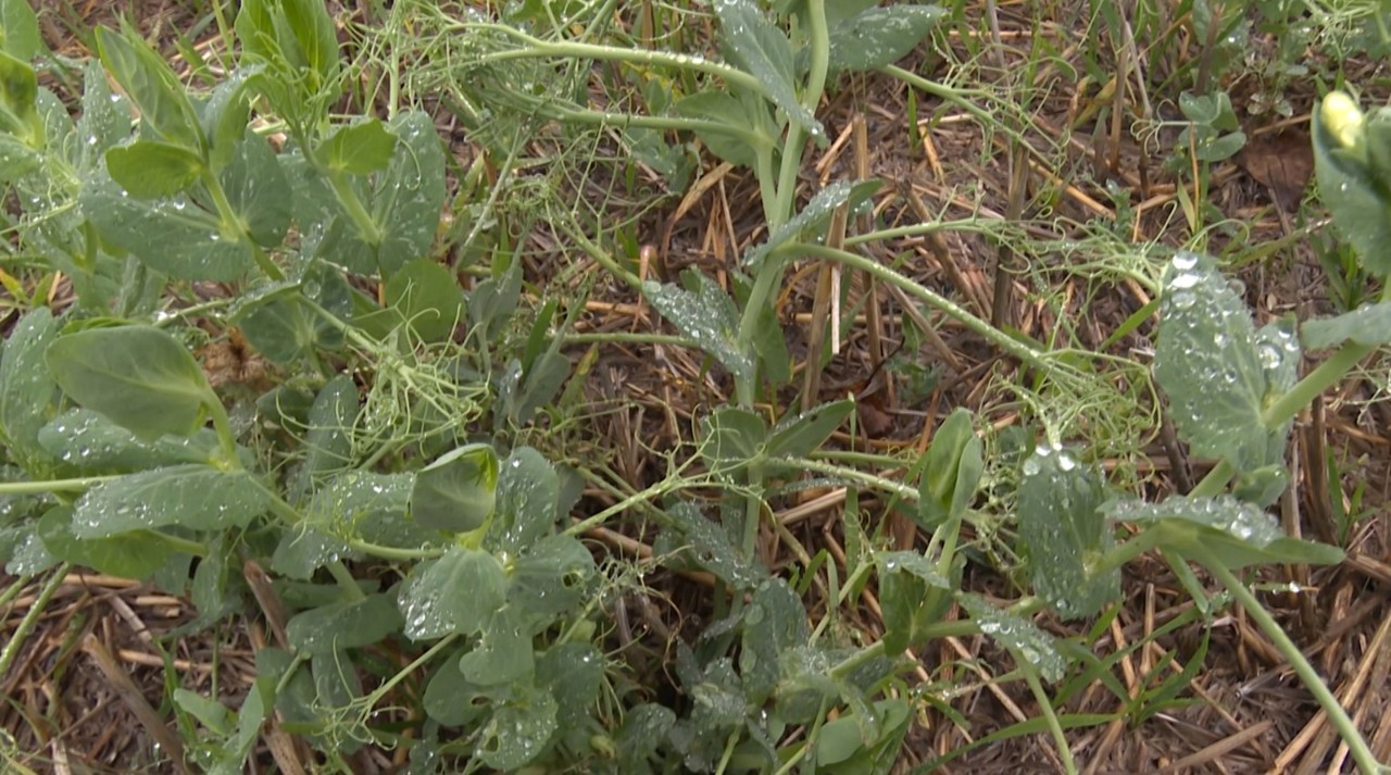 Un locuitor din Echimăuți și-a transformat lanurile într-o afacere sustenabilă și eficientă 