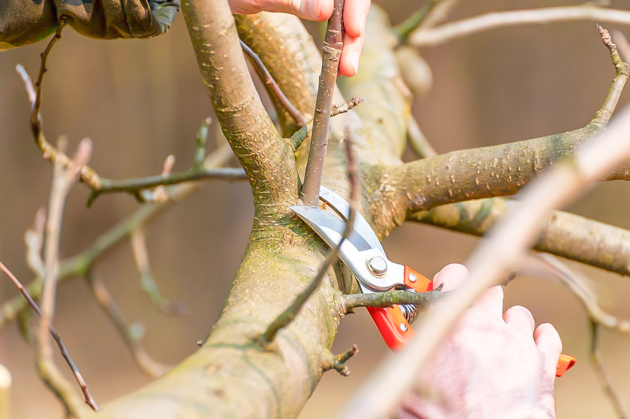 O familie de la Briceni crește peste o mie de soiuri de copaci fructiferi, arbuști și plante decorative