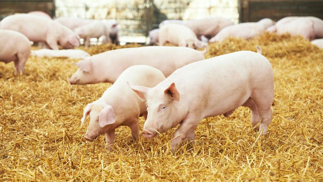 Turning waste into energy: A farm in the Republic of Moldova produces biogas and green electricity