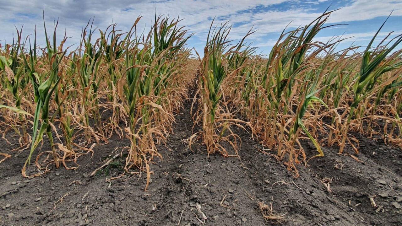 Culturile cerealiere de toamnă din mai multe raioane din țară sunt afectate de secetă. Ministerul Agriculturii se convoacă în ședință