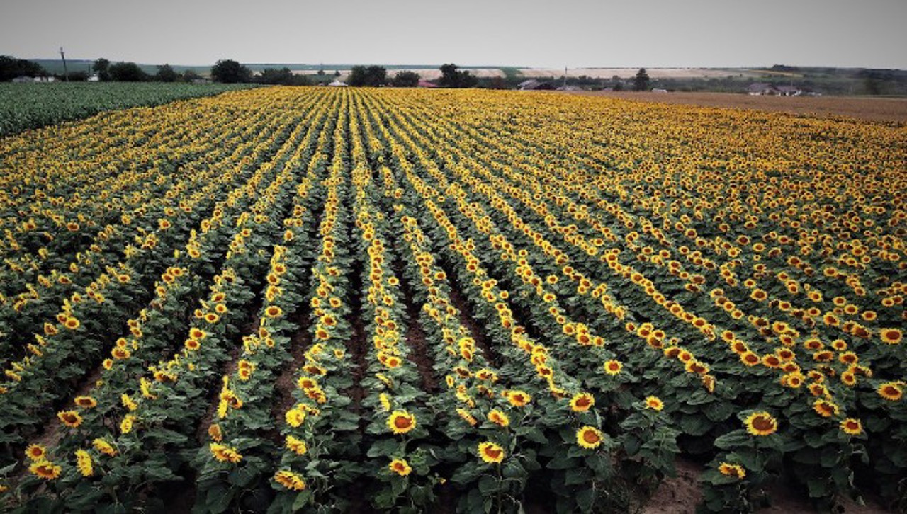 Agricultura relansează exporturile R. Moldova: Creștere de peste 400 de milioane de euro după trei ani de declin