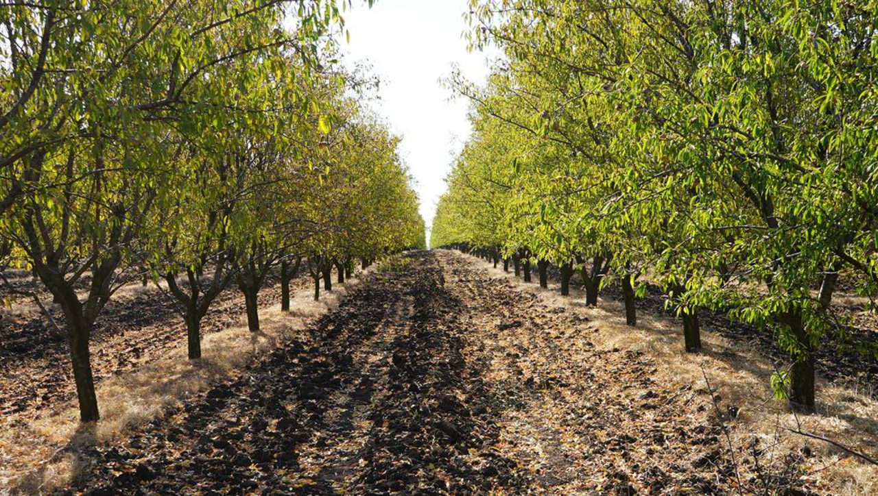 EU-funded orchard provides hands-on expertise for Moldova’s next generation of agronomists