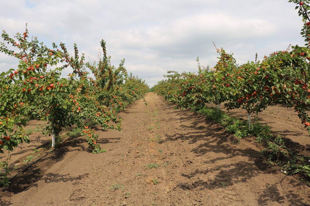 Fruit sector more vulnerable to climate change and labor shortages, farmers