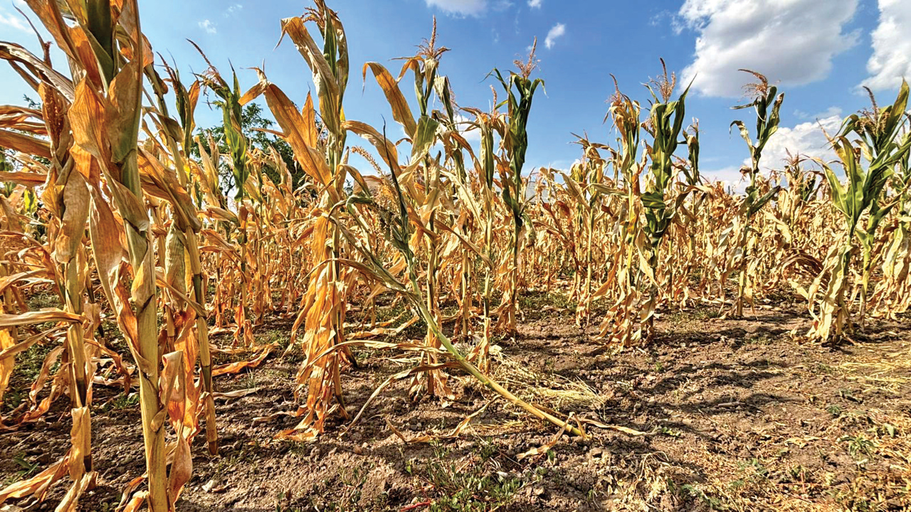 Seceta din 2025, una dintre cele mai dure pentru agricultorii din sud-estul R. Moldova