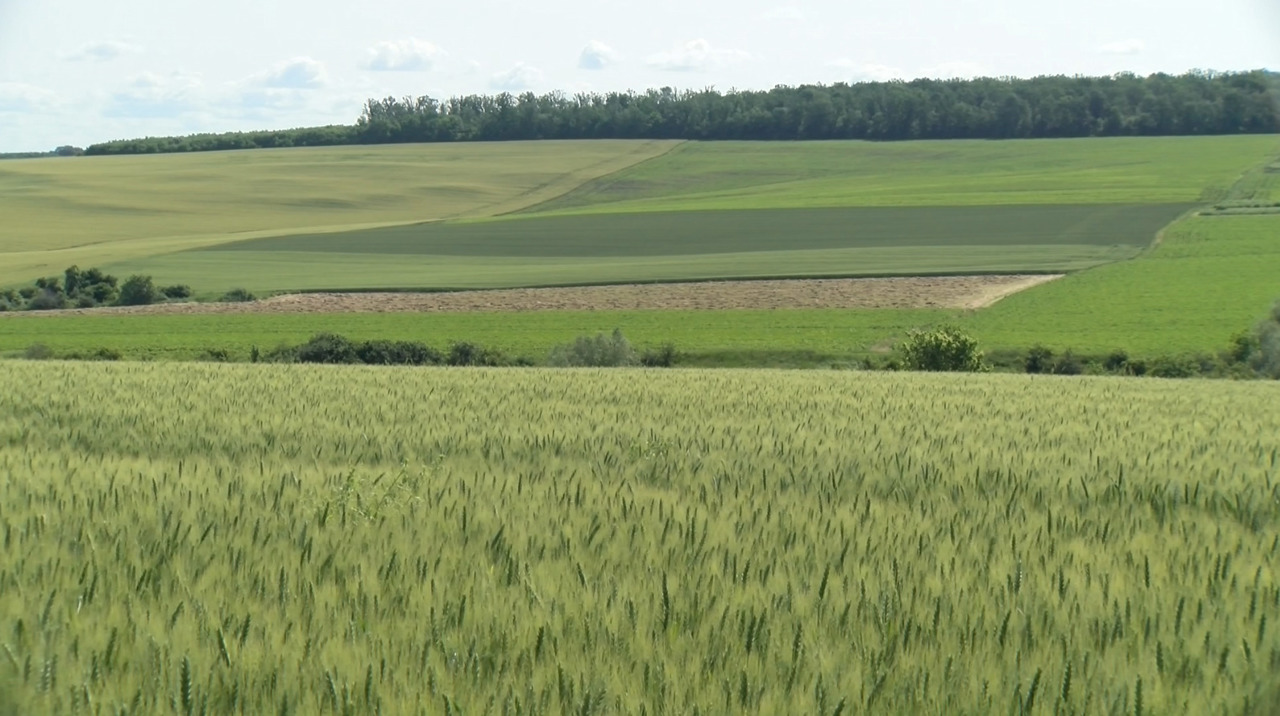 Fermierii, optimiști: Sezon agricol promițător după ploi binevenite