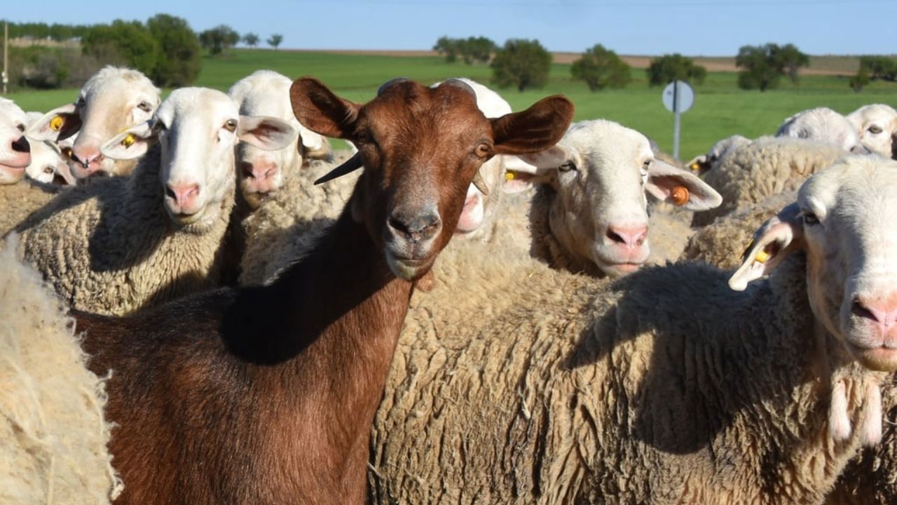 O familie din Suruceni crește oi și capre pentru a produce brânză și carne de înaltă calitate