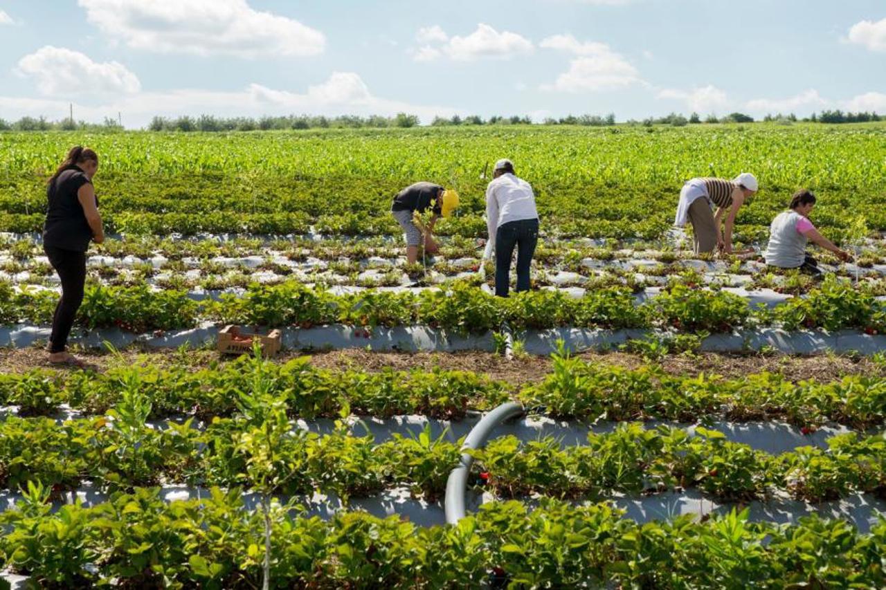Veaceslav Ioniță: "Aging and migration are straining the labor market"