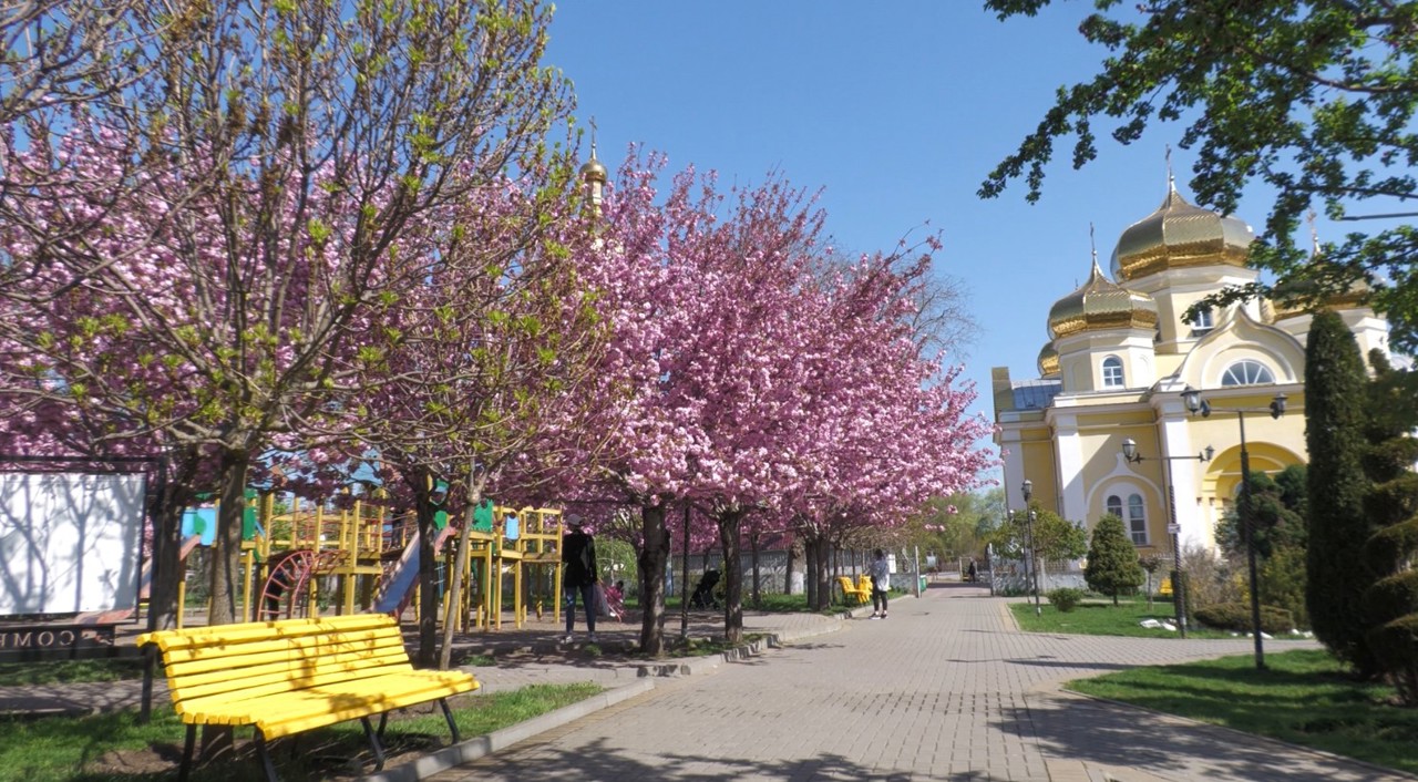 See Comrat's beautiful sakura bloom now