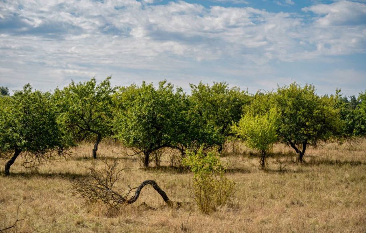 Temperaturile extreme afectează culturile: Salvarea este în sistemele de irigații
