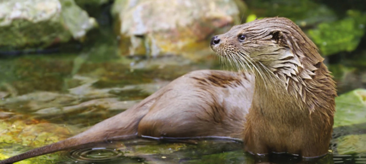 New Red Book edition tracks shifting wildlife risks in Moldova