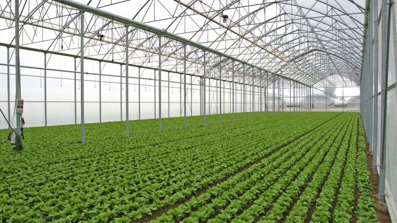 Grădina care nu îngheață: Cum își asigură moldovenii legume proaspete indiferent de condițiile meteo