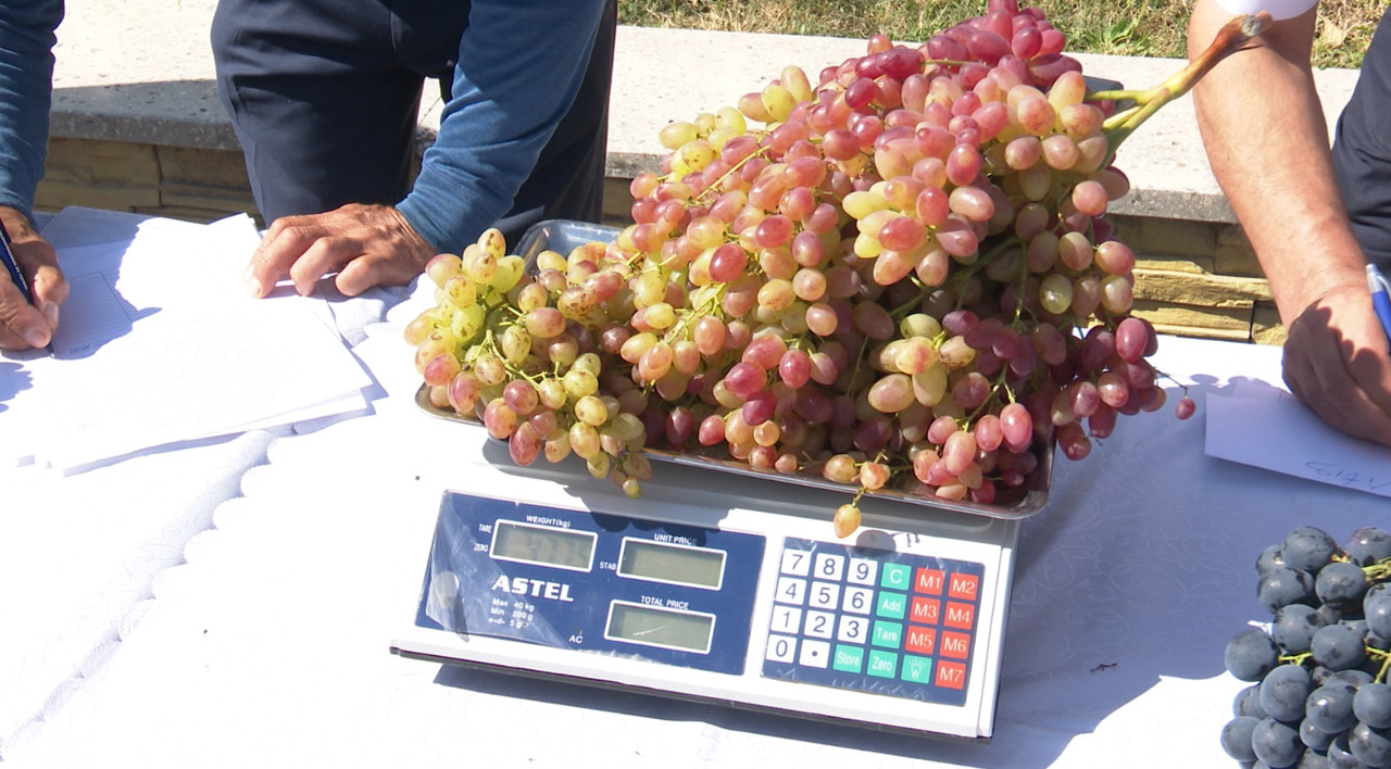 Cimișlia: Five-kilogram bunch at the jubilee edition of the Grape festival