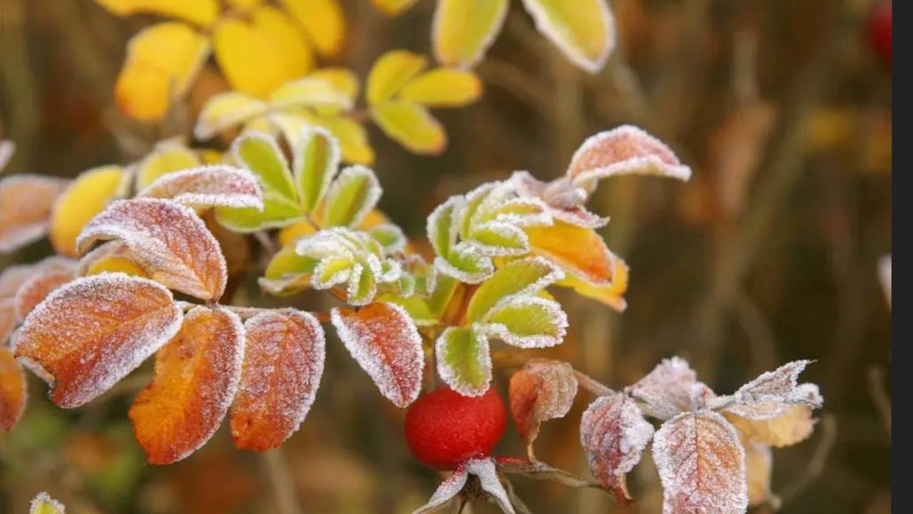 Yellow code frost alert: Temperatures to hit -3C on Tuesday