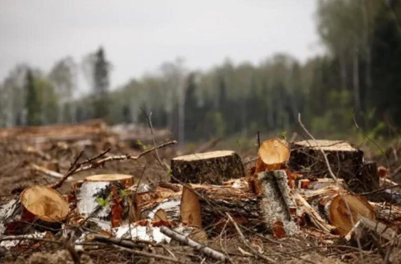 Moldova is more vulnerable to climate change. What the authorities are doing to stop illegal deforestation