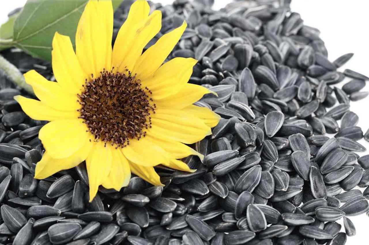 Bulgaria bans sunflower seed imports from Ukraine