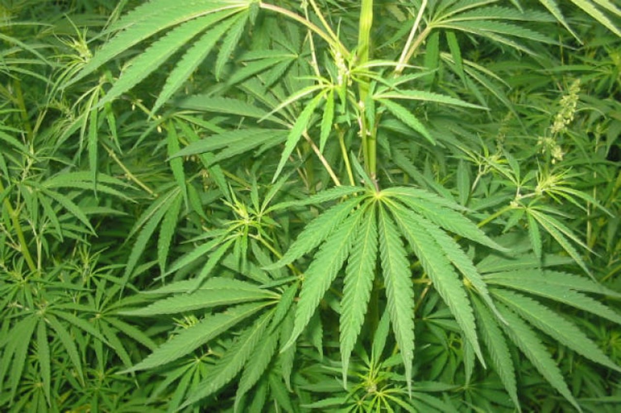 Undă verde pentru cânepa industrială: Guvernul simplifică procedurile, iar producătorii vor să cucerească piața farmaceutică