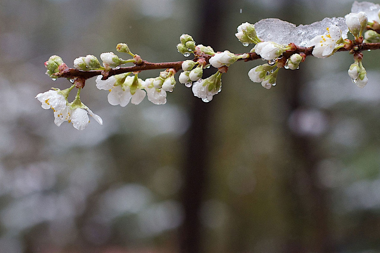AIPA begins compensating farmers for losses caused by spring frosts
