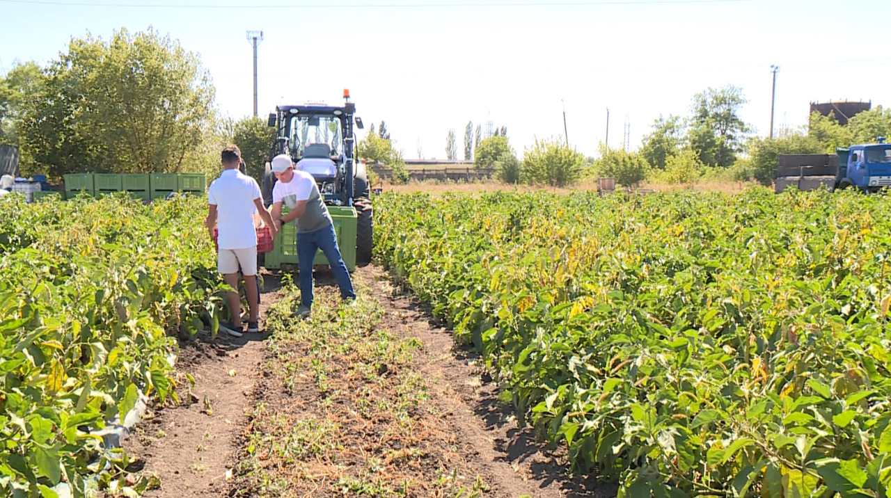Soroca farm family secures stability by selling full harvest to factory
