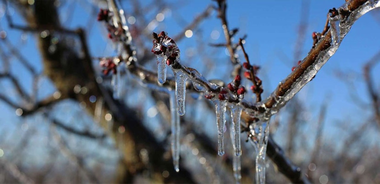 UTIL | Ce pot face agricultorii pentru a preveni eventuale pierderi în urma înghețurilor târzii de primăvară