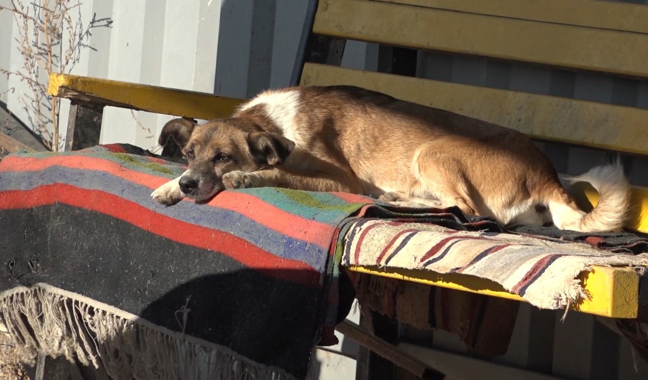 La Comrat, peste 200 de animale fără stăpân găsesc sprijin într-un adăpost temporar 