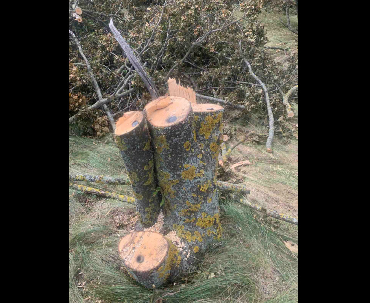 Peste 160 de arbori, tăiați ilegal la Drochia și Nisporeni: Prejudicii de zeci de mii de lei