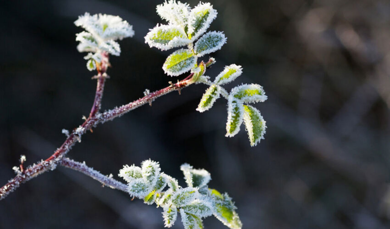 Заморозки сохранятся: синоптики продлили желтый уровень метеоопасности
