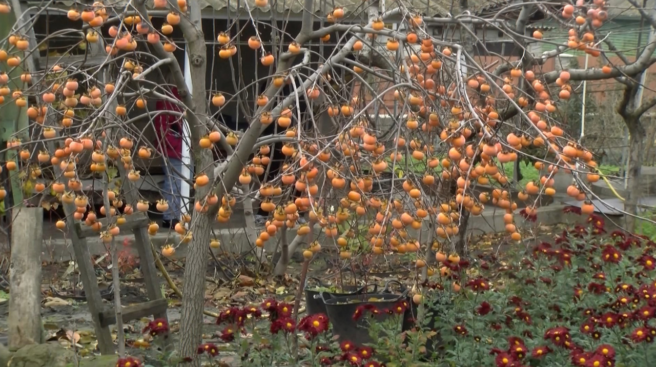 Veaceslav Zuza's exotic garden: Passion fruit and pomegranate thrive in Moldova's cold climate