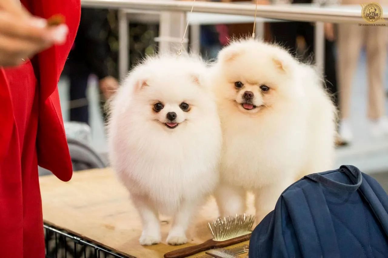 Eleganță, dresaj și competiție: cei mai frumoși câini din Europa Centrală și de Est, reuniți la Chișinău