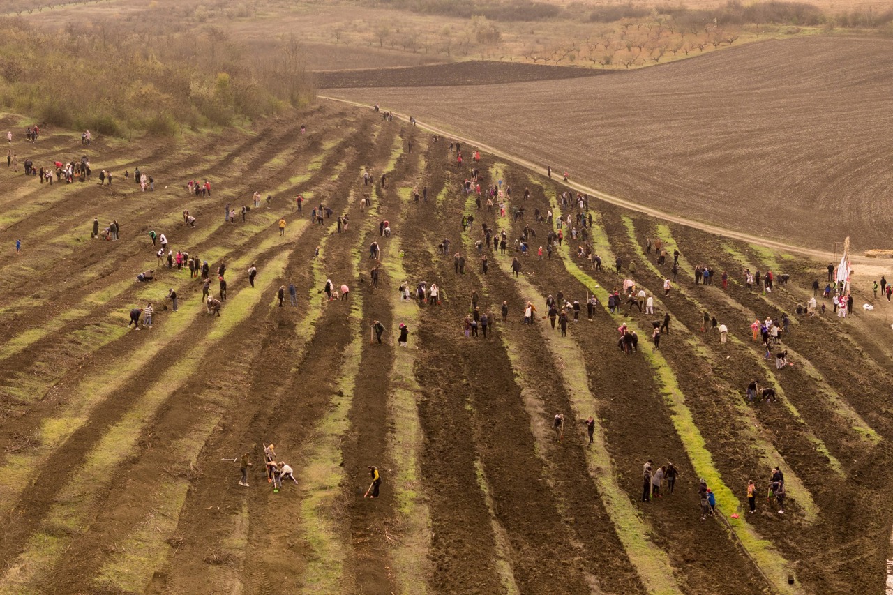 Over 200,000 saplings planted as part of the "Forest Generation" campaign