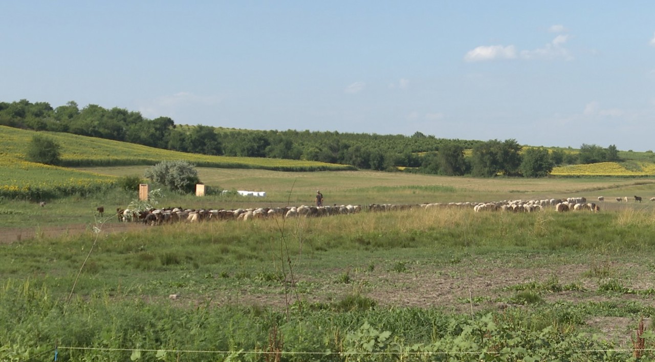 Off-grid Moldovan sheep farm beats infrastructure odds
