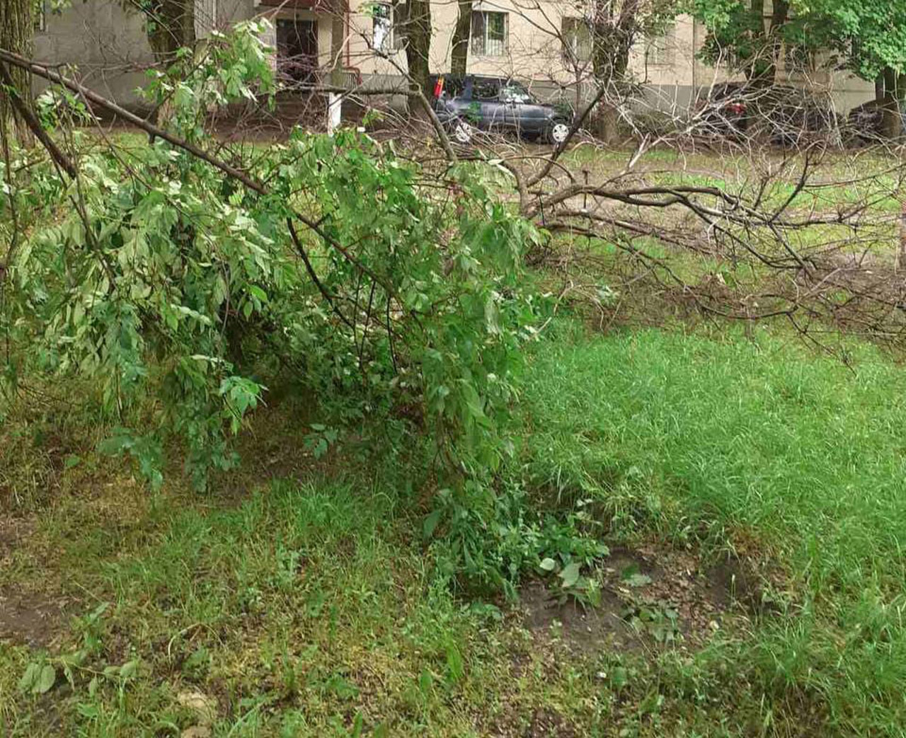 Последствия непогоды в Кишинэу: Затопленные улицы и поваленные деревья