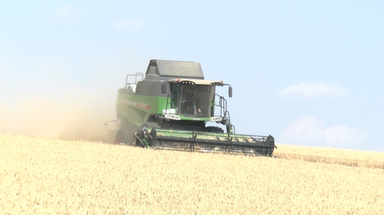 Wheat harvest in full swing as farmers expect a strong yield