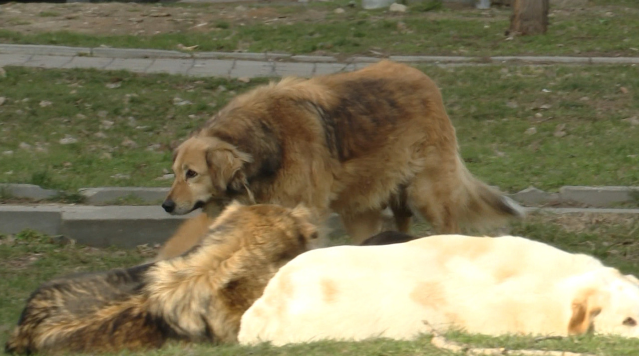 Ceadir-Lunga can't handle stray dogs anymore
