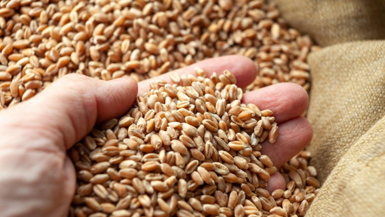 Moldovan farmers, worried about Ukrainian grain transit, request an urgent meeting with the Prime Minister