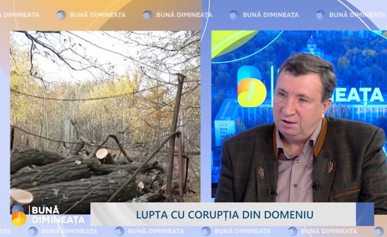 Lemnul, vândut în circa 70 de centre regionale sau raionale: Ce mai prevede procesul de reformare a Agenției Moldsilva