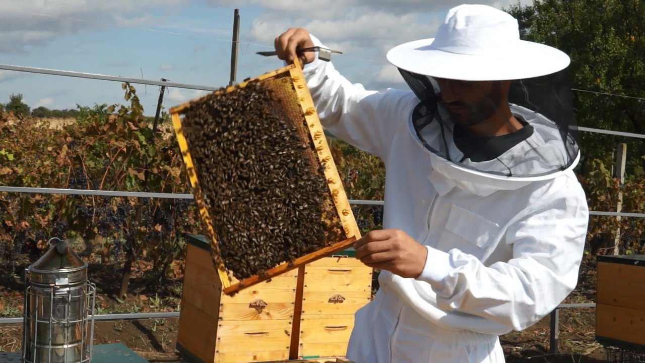 Moldova's BeeProtect Saves Bees from Pesticides