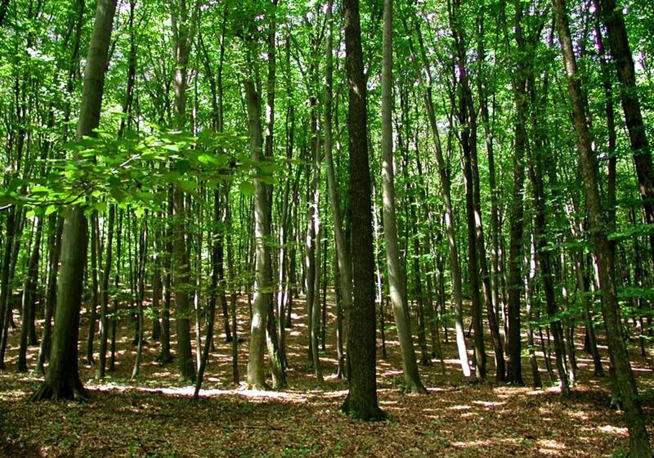 Inventar forestier național: 2.4 milioane de euro pentru evaluarea pădurilor