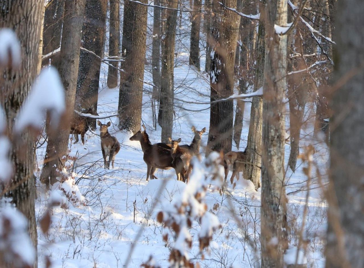 Cum supraviețuiesc animalele sălbatice iarna: pădurarii din „Plaiul Fagului” le duc zilnic hrană în inima pădurii