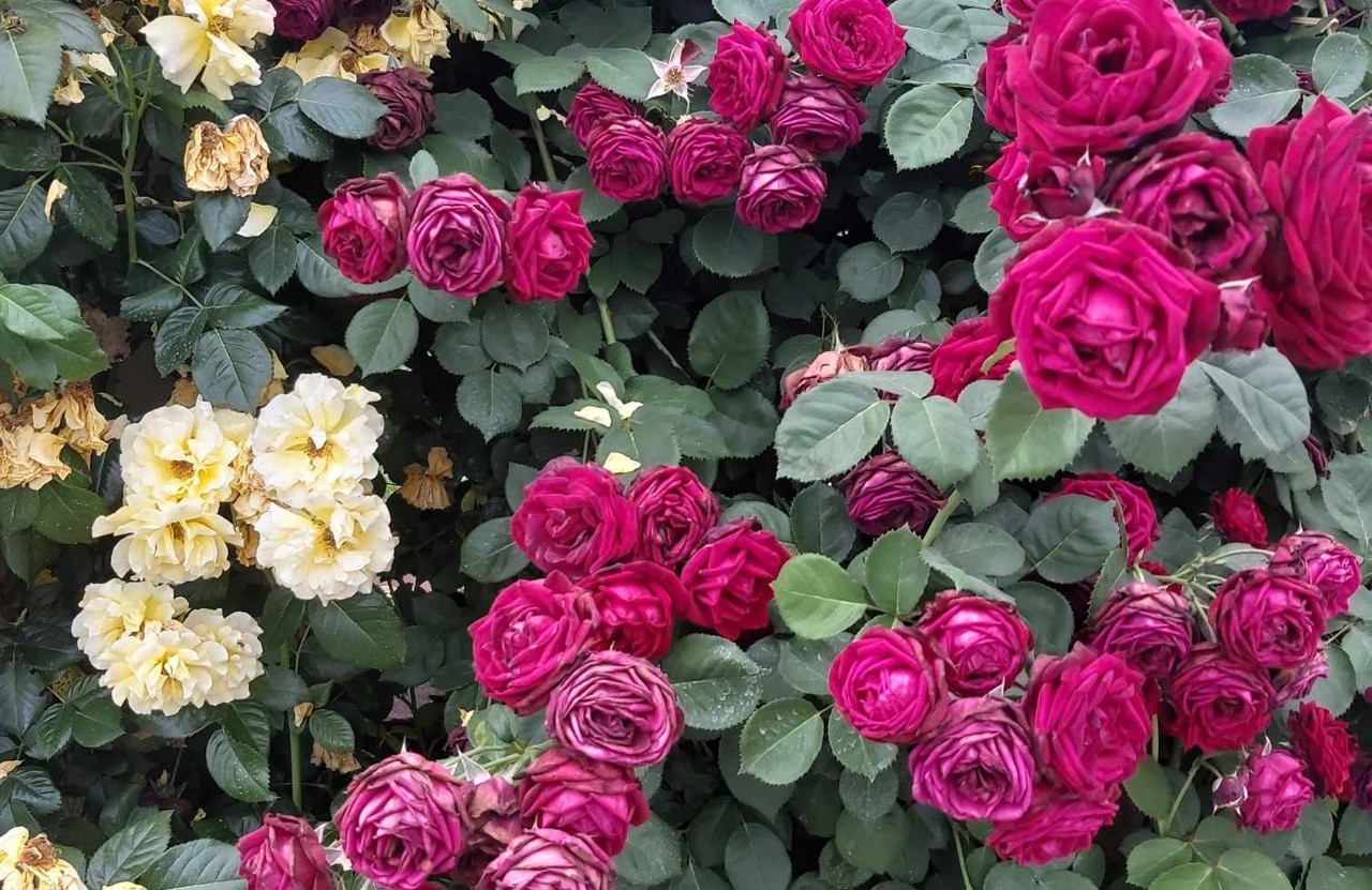 Colecție impresionantă de trandafiri la Lăpușna: Grădina a devenit o adevărată atracție turistică locală