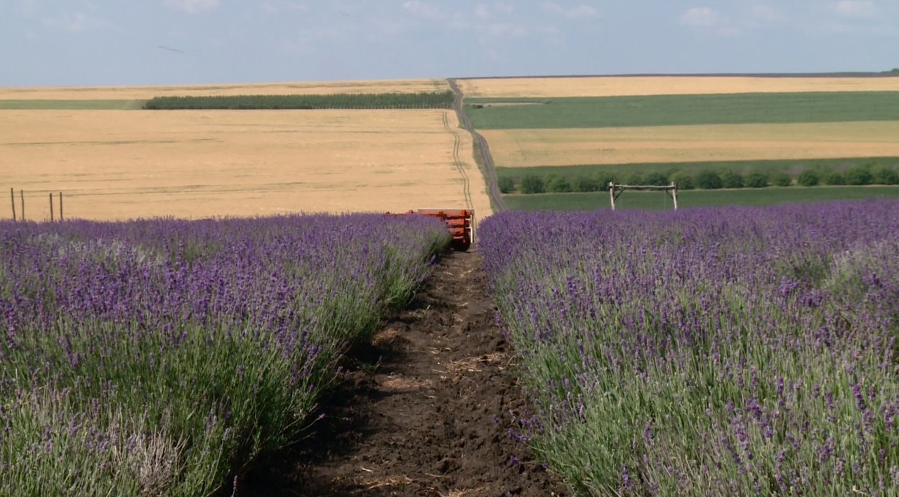 Sectorul plantelor medicinale și aromatice din R. Moldova, cu multe probleme, dar cu viitor promițător, spun savanții