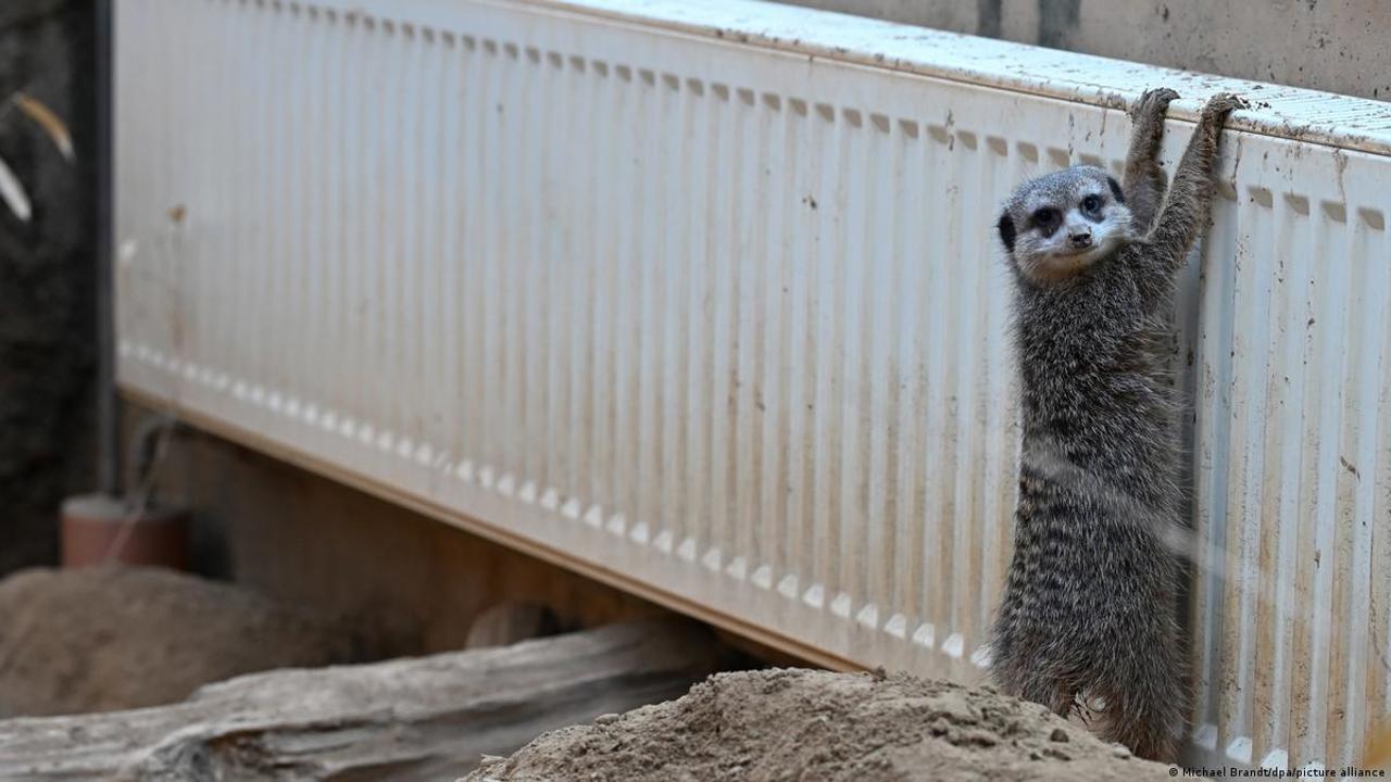 Zăpada și gerul aduc restricții și soluții ingenioase în grădinile zoologice din Germania