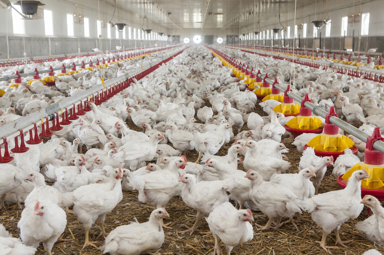 EU requirements bring high costs for Moldova’s poultry farms; authorities promise support