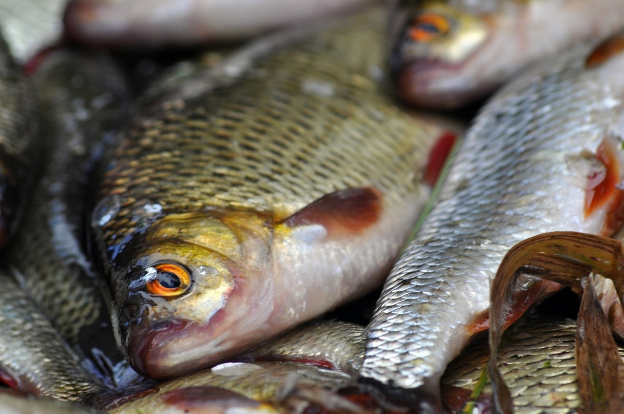 Ecologist: Ban the Nistru fish consumption for the next 3 years