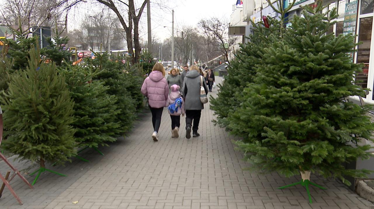 Brazi pentru toate buzunarele: prețurile cresc până la 3.000 de lei pentru exemplarele de top