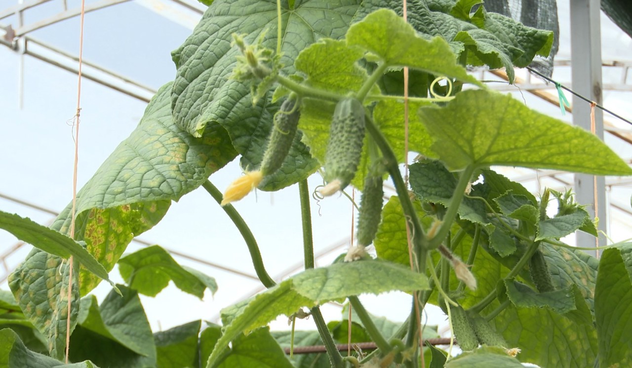 Agricultorul din nordul țării, care crește roșii și castraveți doar în sere: „E stabil, fără riscuri” 