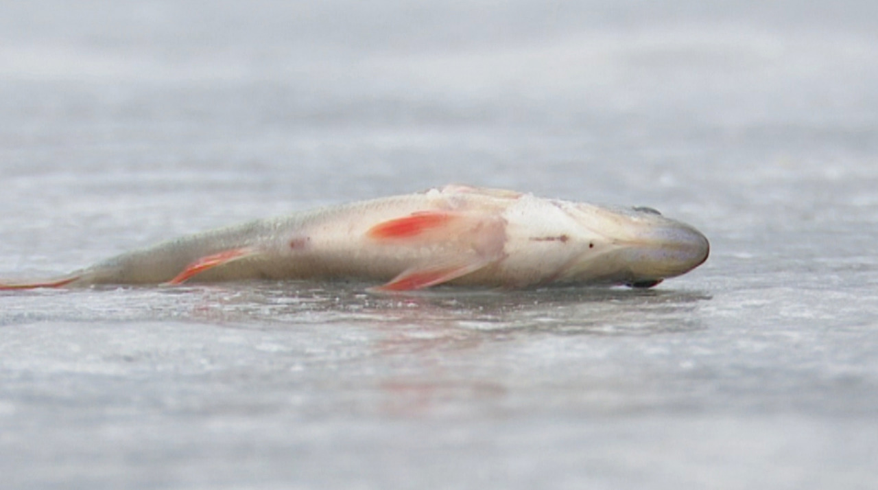 Acvacultura, reglementată pentru prevenirea răspândirii bolilor: Noi reguli sanitare pentru produse de calitate