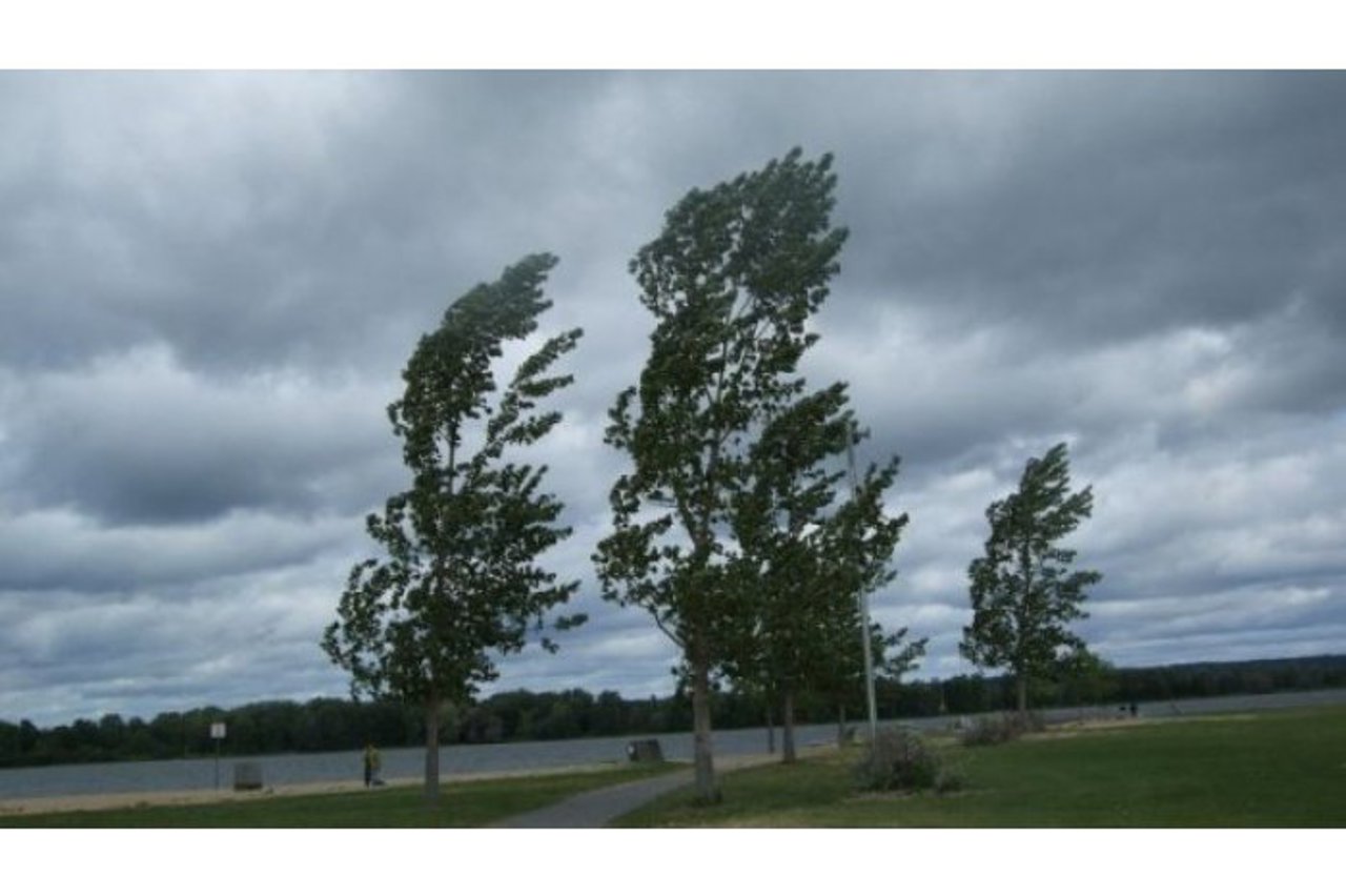 Cod galben de vânt, de Ziua Îndrăgostiților